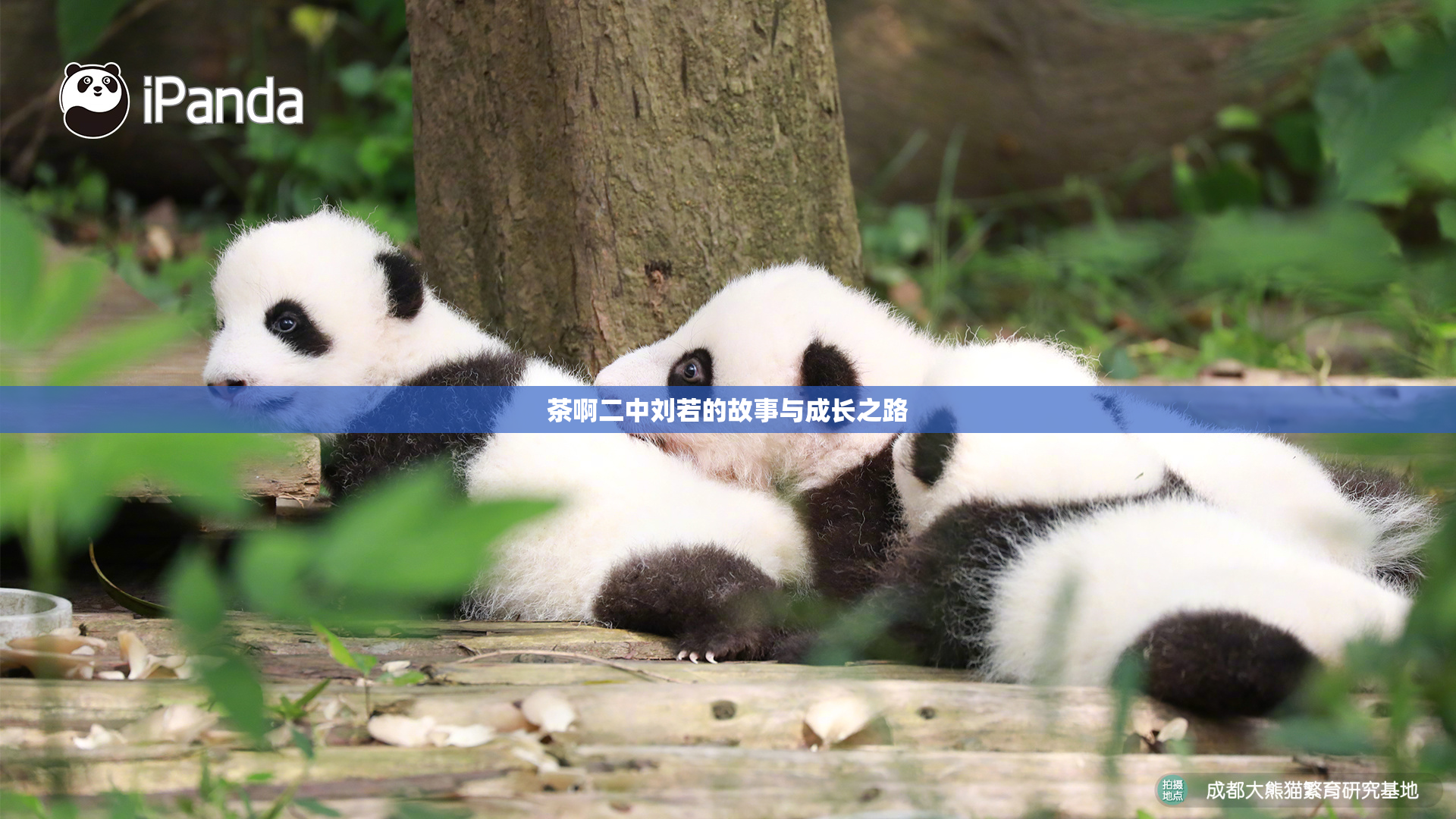 茶啊二中刘若的故事与成长之路