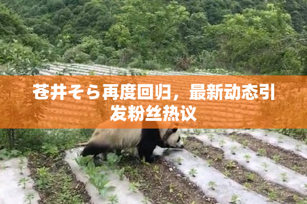 苍井そら再度回归，最新动态引发粉丝热议
