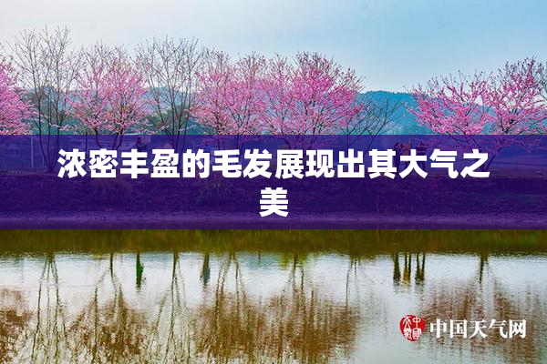 浓密丰盈的毛发展现出其大气之美