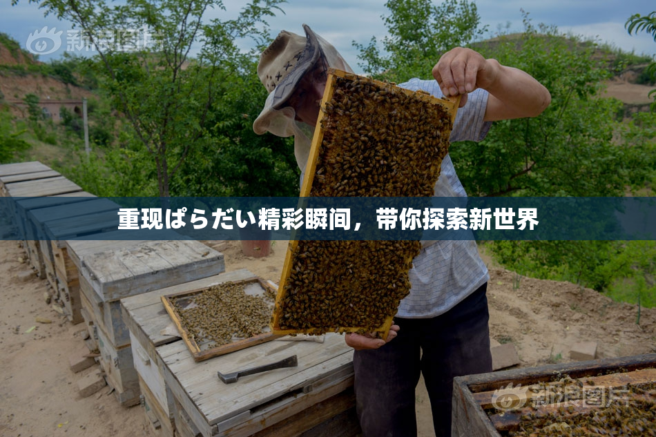 重现ぱらだい精彩瞬间，带你探索新世界