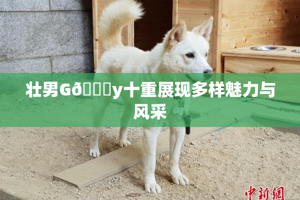 壮男G🈚y十重展现多样魅力与风采