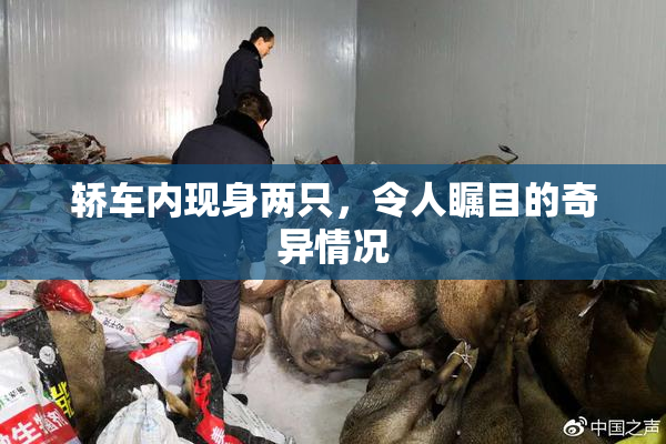 轿车内现身两只，令人瞩目的奇异情况