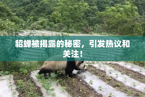 貂蝉被揭露的秘密，引发热议和关注！