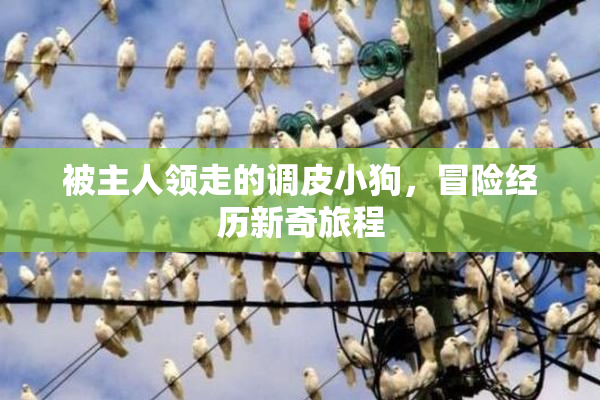被主人领走的调皮小狗，冒险经历新奇旅程