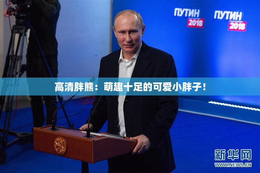 高清胖熊：萌趣十足的可爱小胖子！