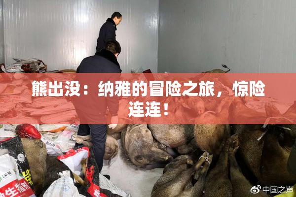 熊出没：纳雅的冒险之旅，惊险连连！