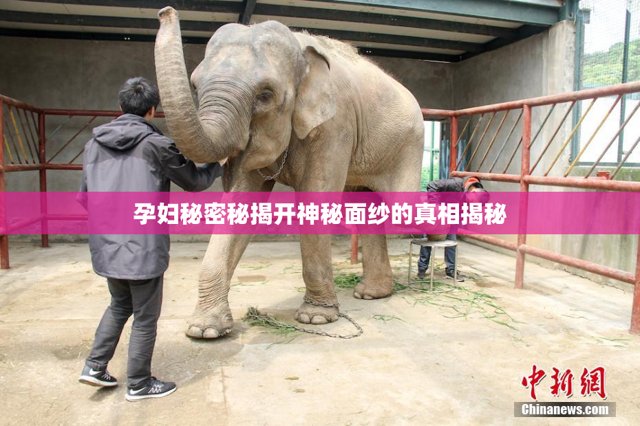 孕妇秘密秘揭开神秘面纱的真相揭秘