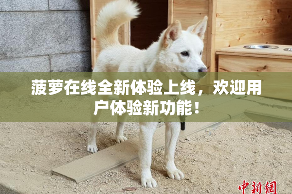 菠萝在线全新体验上线，欢迎用户体验新功能！