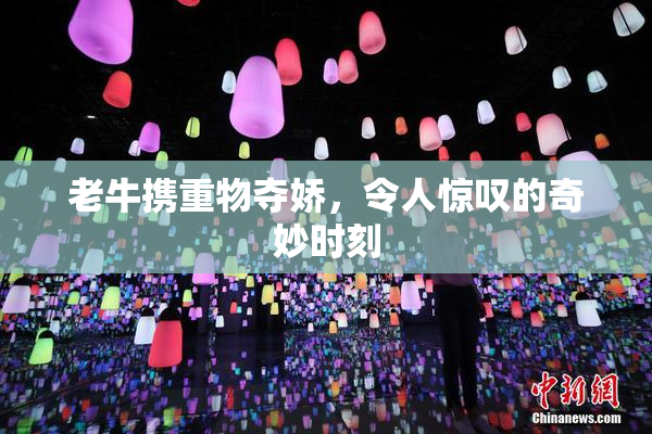 老牛携重物夺娇，令人惊叹的奇妙时刻