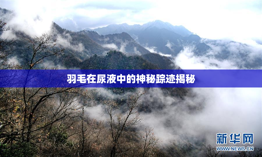 羽毛在尿液中的神秘踪迹揭秘