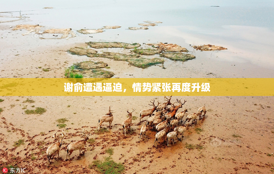 谢俞遭遇逼迫，情势紧张再度升级