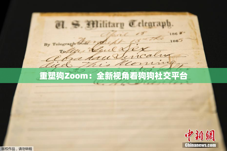 重塑狗Zoom：全新视角看狗狗社交平台