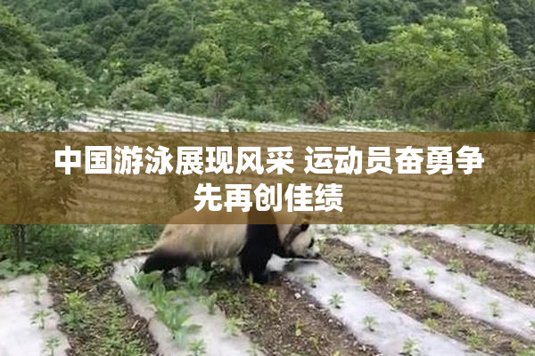 中国游泳展现风采 运动员奋勇争先再创佳绩