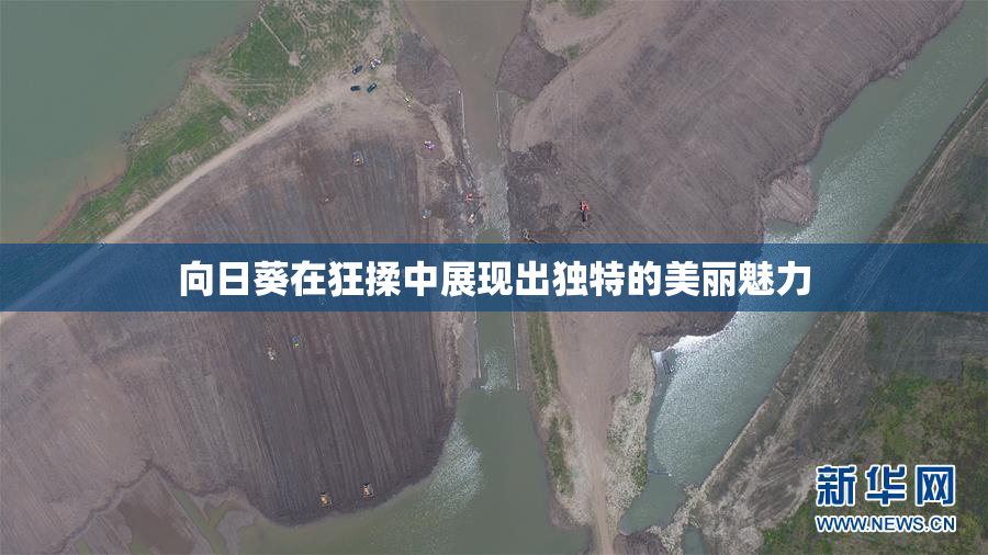 向日葵在狂揉中展现出独特的美丽魅力
