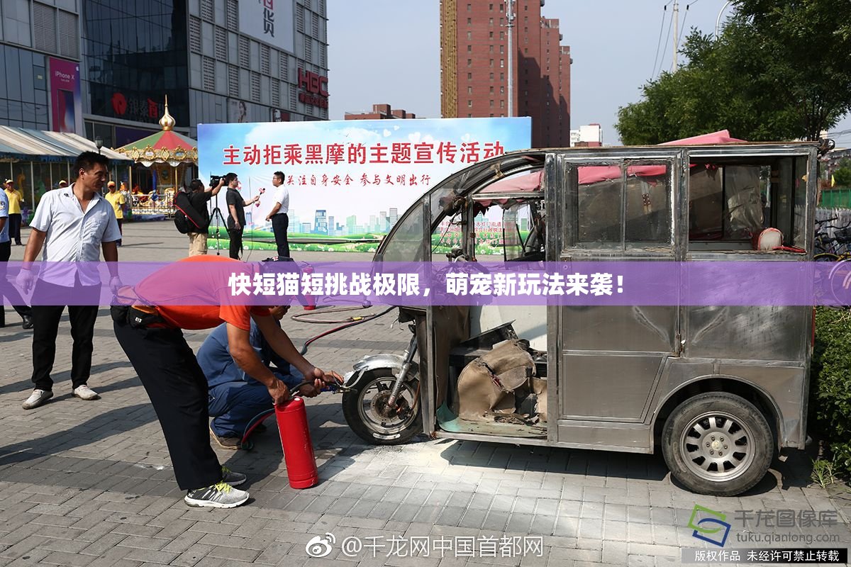 快短猫短挑战极限，萌宠新玩法来袭！