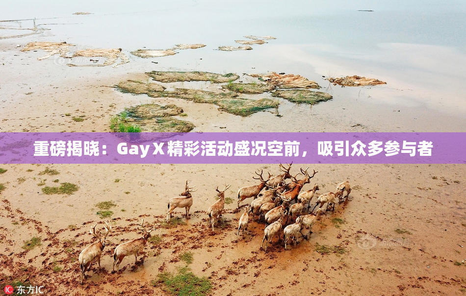重磅揭晓：GayⅩ精彩活动盛况空前，吸引众多参与者