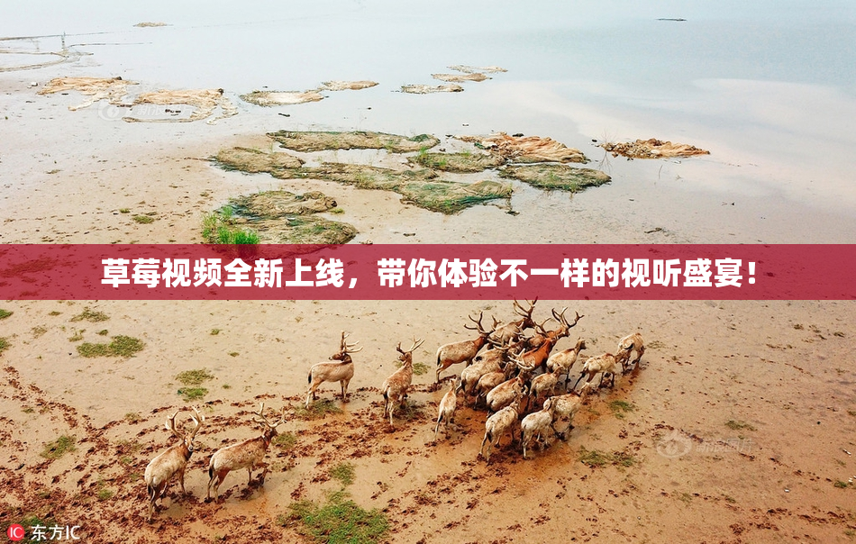 草莓视频全新上线，带你体验不一样的视听盛宴！