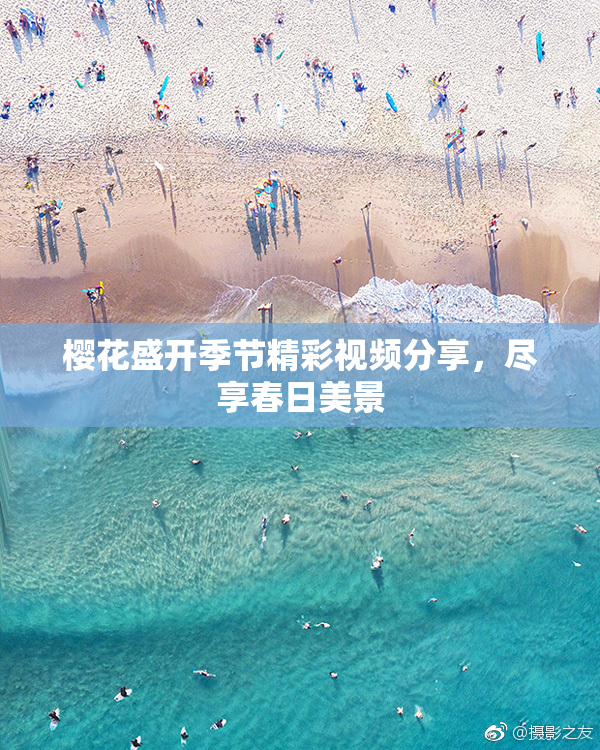 樱花盛开季节精彩视频分享，尽享春日美景