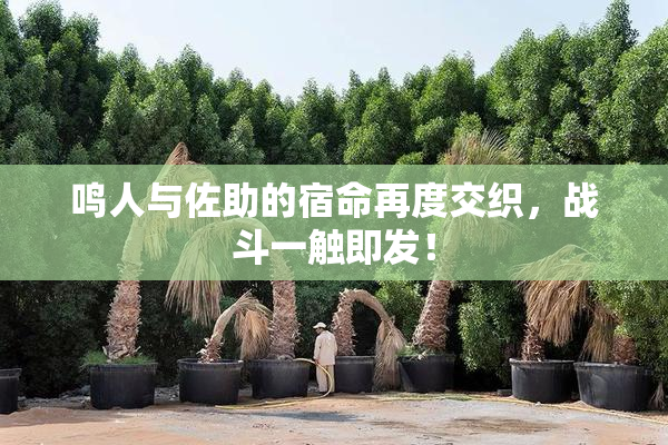鸣人与佐助的宿命再度交织，战斗一触即发！