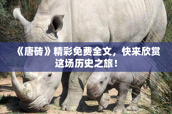 《唐砖》精彩免费全文，快来欣赏这场历史之旅！