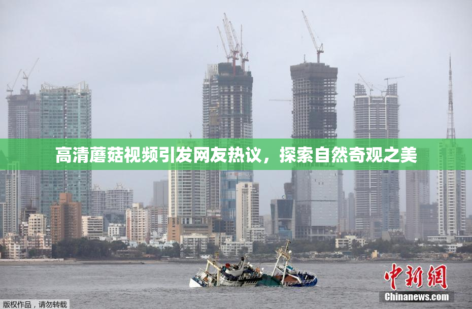 高清蘑菇视频引发网友热议，探索自然奇观之美