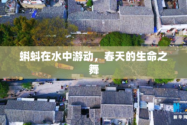 蝌蚪在水中游动，春天的生命之舞