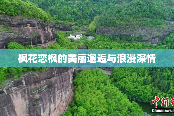 枫花恋枫的美丽邂逅与浪漫深情