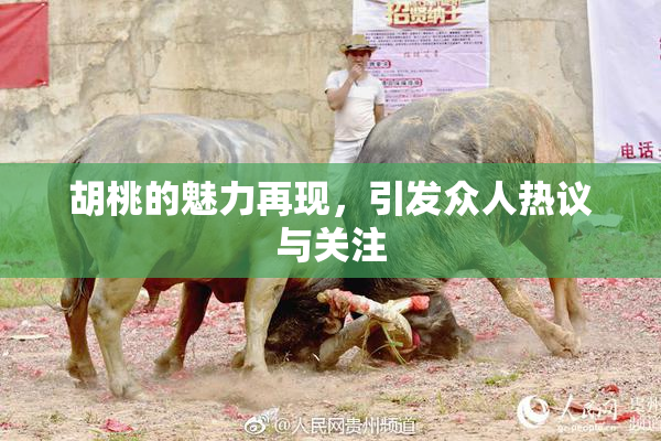 胡桃的魅力再现，引发众人热议与关注