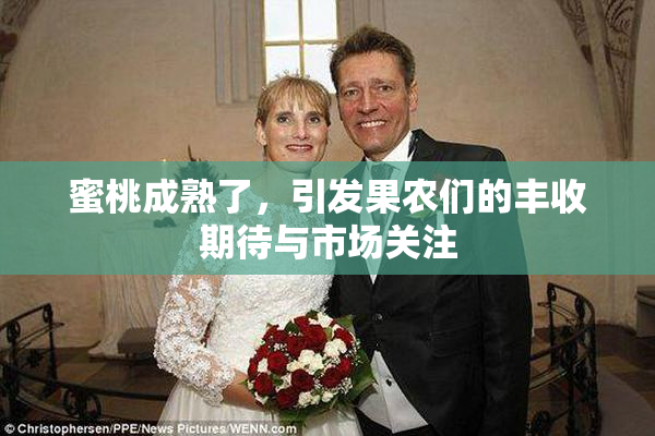 蜜桃成熟了，引发果农们的丰收期待与市场关注