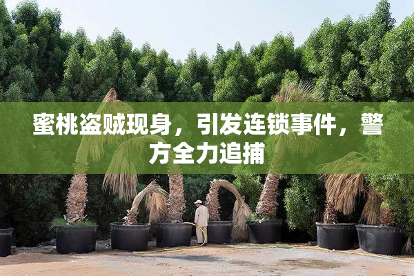 蜜桃盗贼现身，引发连锁事件，警方全力追捕
