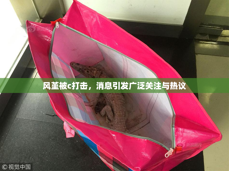 风堇被c打击，消息引发广泛关注与热议