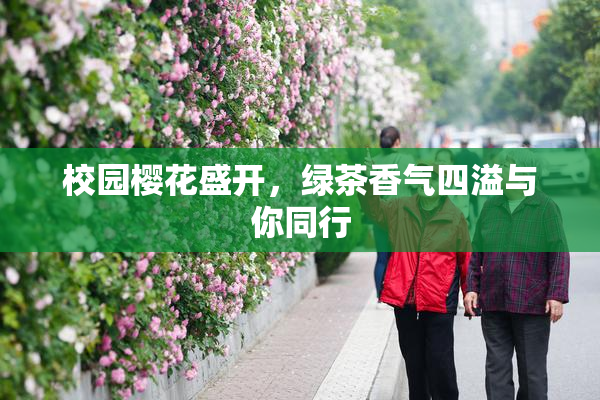 校园樱花盛开，绿茶香气四溢与你同行