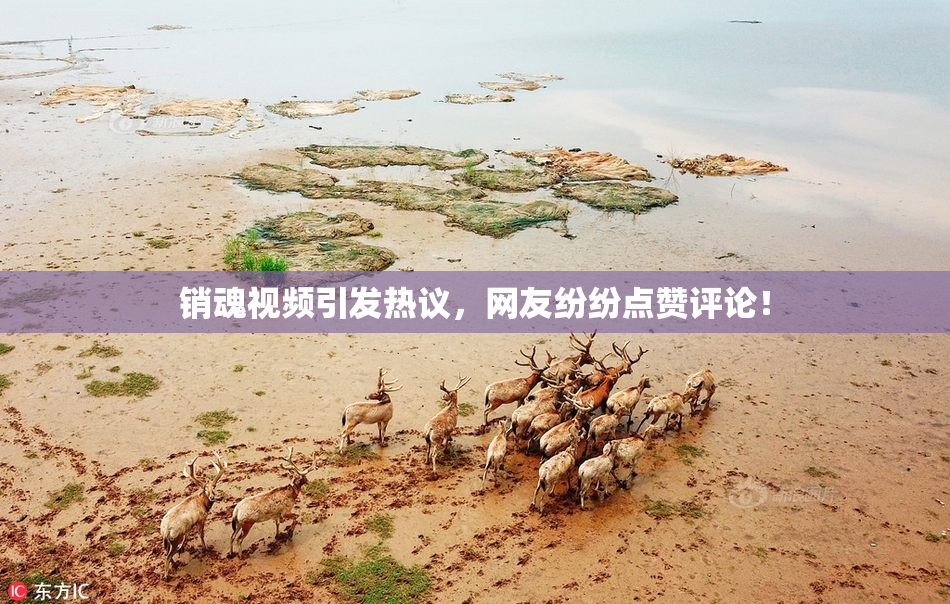 销魂视频引发热议，网友纷纷点赞评论！