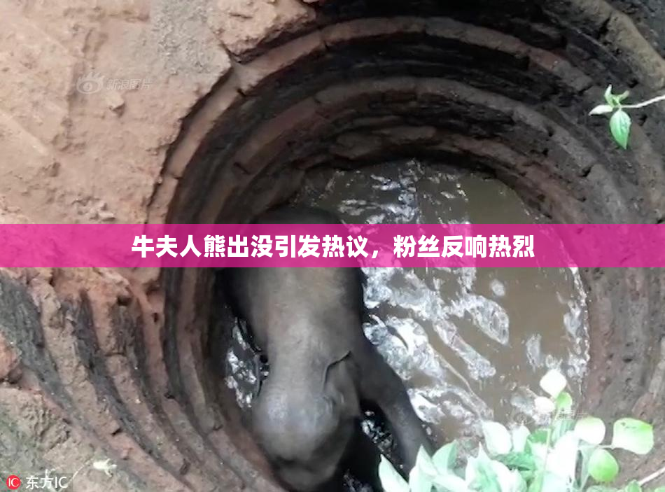牛夫人熊出没引发热议，粉丝反响热烈