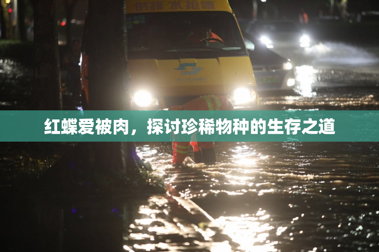 红蝶爱被肉，探讨珍稀物种的生存之道