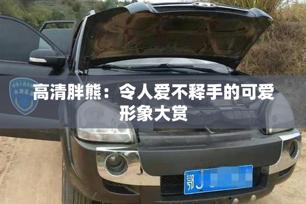高清胖熊：令人爱不释手的可爱形象大赏
