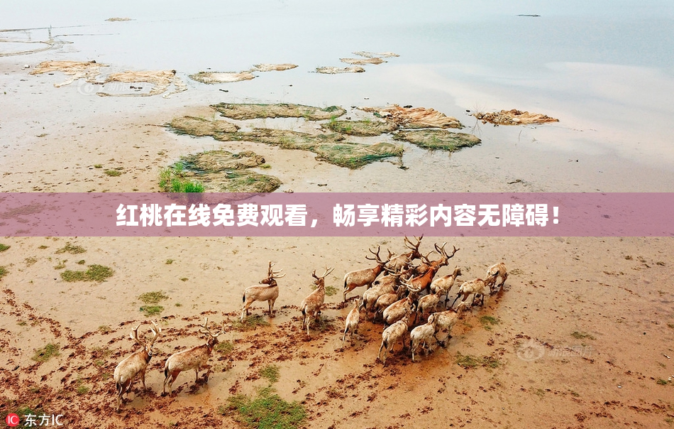 红桃在线免费观看，畅享精彩内容无障碍！