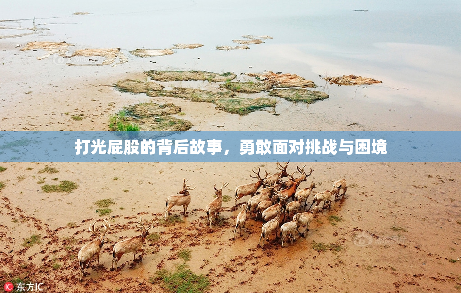 打光屁股的背后故事，勇敢面对挑战与困境
