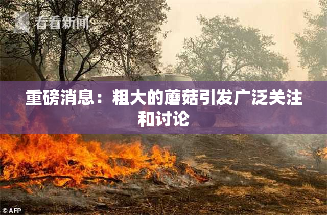 重磅消息：粗大的蘑菇引发广泛关注和讨论