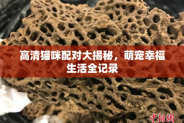 高清猫咪配对大揭秘，萌宠幸福生活全记录