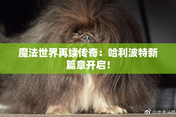 魔法世界再续传奇：哈利波特新篇章开启！