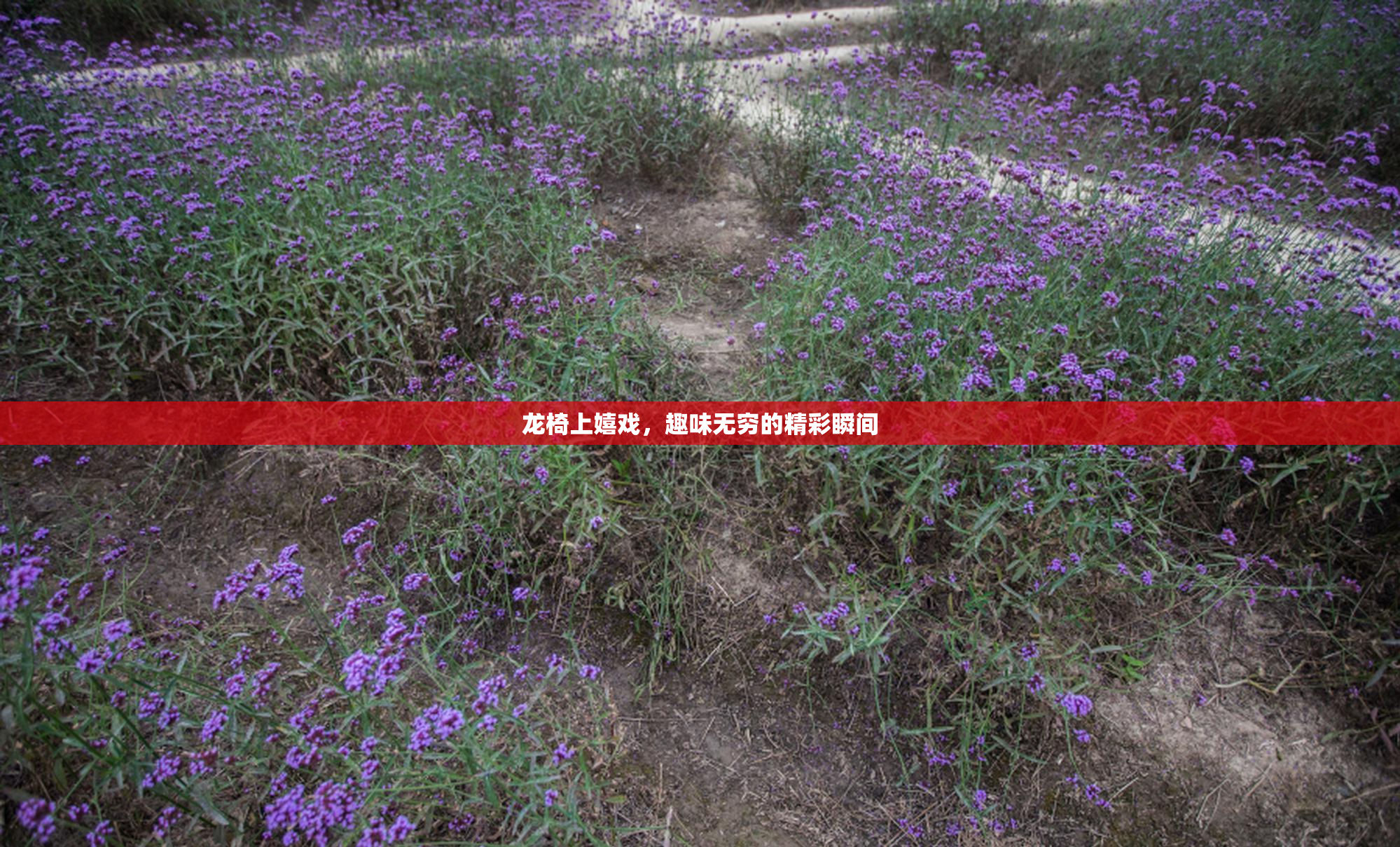 龙椅上嬉戏，趣味无穷的精彩瞬间