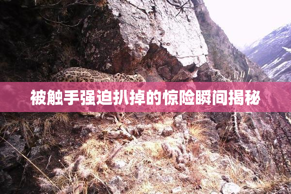 被触手强迫扒掉的惊险瞬间揭秘
