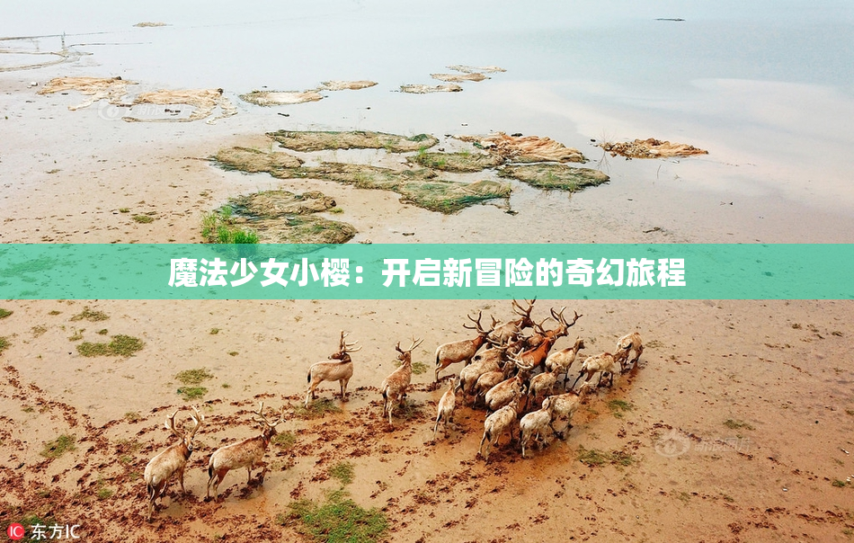 魔法少女小樱：开启新冒险的奇幻旅程
