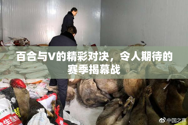 百合与V的精彩对决，令人期待的赛季揭幕战