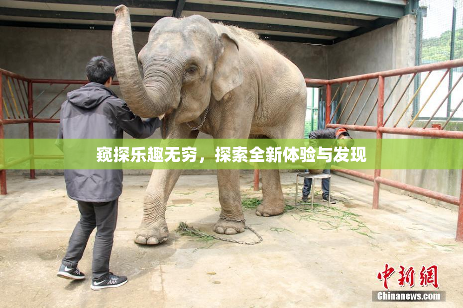 窥探乐趣无穷，探索全新体验与发现