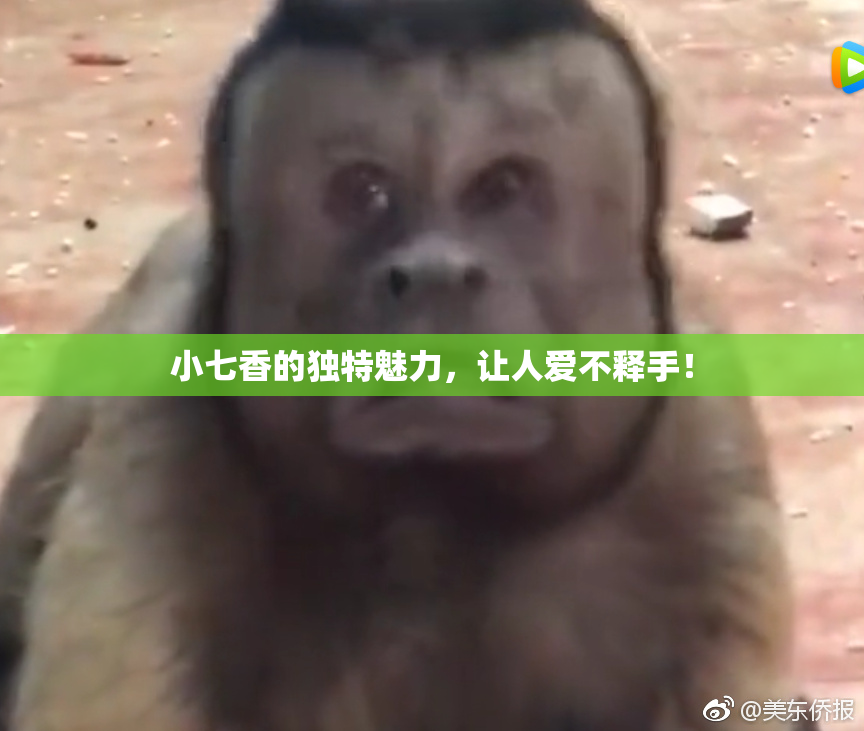 小七香的独特魅力，让人爱不释手！