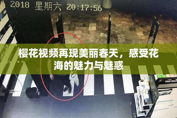 樱花视频再现美丽春天，感受花海的魅力与魅惑
