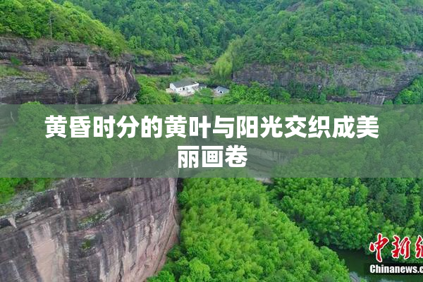 黄昏时分的黄叶与阳光交织成美丽画卷