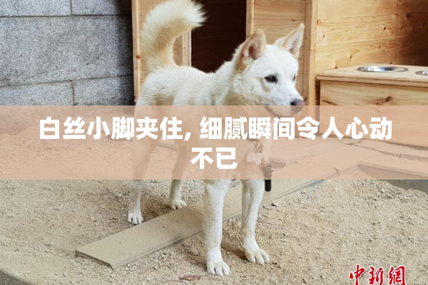 白丝小脚夹住, 细腻瞬间令人心动不已